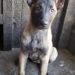 Shezka, Berger Malinois