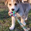 Hector, Husky Siberiano