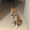 Emi, Shiba Inu Japonés