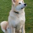 Kiba, Akita Inu