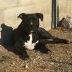 Aegon, American Staffordshire Terrier