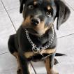 Reiner, Rottweiler