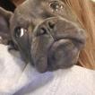 Stich, Bouledogue Français