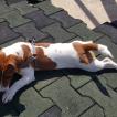 Scott, Jack Russell