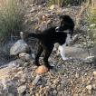 Pascasia, Border Collie