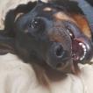 Balthazar, Beauceron