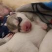 Croc-Blanc, Husky Siberiano