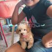 Molly, Caniche
