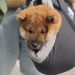 Shiro, Shiba