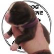 violet, Altri cani