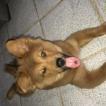 Fiora, Chow Chow