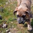Shana, Cane Corso