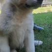 Iroh