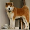 Akio, Akita Inu