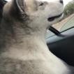 Laska, Malamute De Alaska