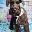 Snow, Schnauzer Nain
