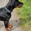 Shadow, Dobermann
