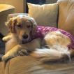 Sadie, Golden Retriever