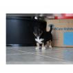 Floh, Parson Jack Russell Terrier (De Pelaje Corto - Suave)