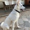 Ubbe, Berger Blanc Suisse
