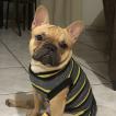 Paçoca, Bulldog Francés