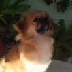 Quevedo, Tibetan Spaniel