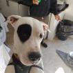 Polo, Dogo Argentino