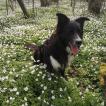 Loke, Border Collie