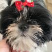 Sofia, Shih Tzu
