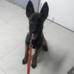 Suki, Berger Malinois