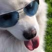 Mia, Samoyedo