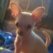 Miley, Chihuahua