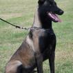 Gonzalez, Berger Malinois