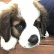Soca, Saint Bernard