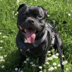 Thor, Staffordshire Bull Terrier