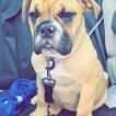 Swansea, Bouledogue Anglais
