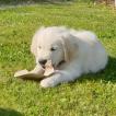 Lucky, Golden Retriever
