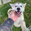 Togo, Alaskan Malamute