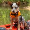 Oakley, Perro australiano del ganado