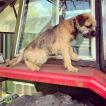 Barney, Border Terrier