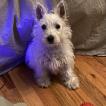 Jetpuff, Westies