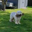 Roméo, Bearded Collie