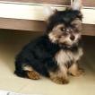 MAX, Yorkshire Terrier