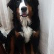 Thor, Bovaro del bernese