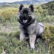 Snow, Eurasier