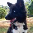 Sky, Border Collie