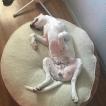 Lupo, Dogo Argentino