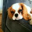 Arthur, Cavalier King Charles Spaniel