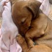 Elsa, Dachshund (Pelo Largo)