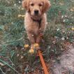 Stella, Golden Retriever